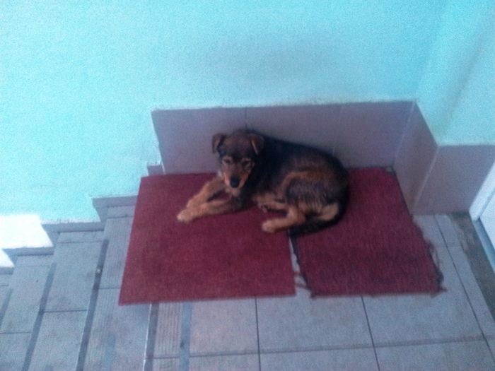 Fenka 12-2012-2