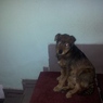 Fenka 12-2012-3
