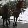 IMG_5778