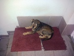 Fenka 12-2012-1