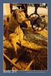 aust14_10